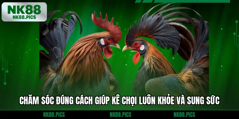 Chăm sóc đúng cách giúp kê chọi luôn khỏe và sung sức