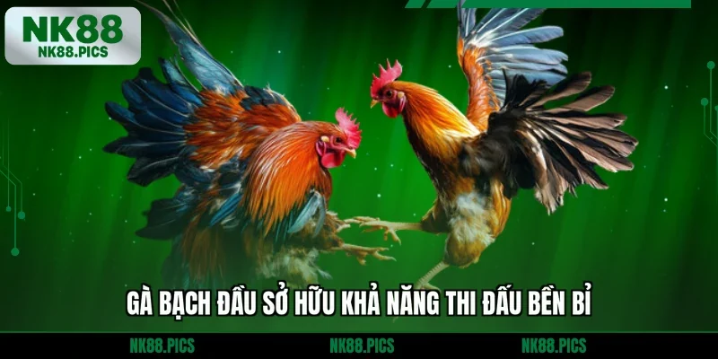 Gà bạch đầu sở hữu khả năng thi đấu bền bỉ